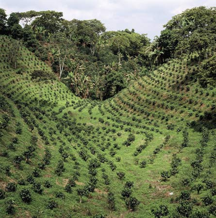 Кофейная плантация в Индии