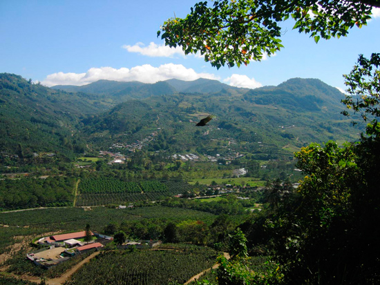 Кофейная плантация в Orosí (Коста-Рика)