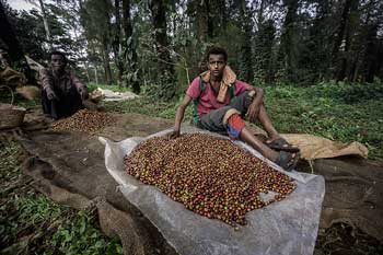 Ethiopia Mocca