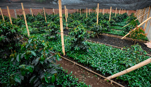 Индонезийская кофейная плантация