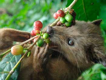 Kopi Luwak