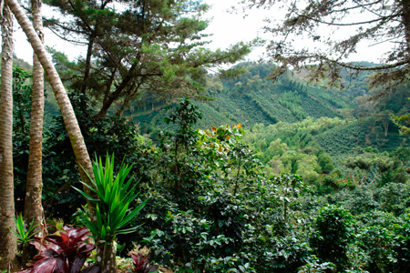 Никарагуанская кофейная плантация
