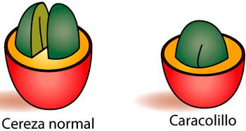 Кофе Caracolillo (Караколийо)