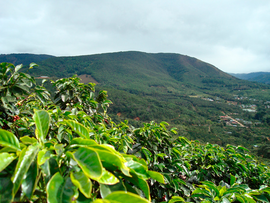 Коста-Риканская кофейная плантация