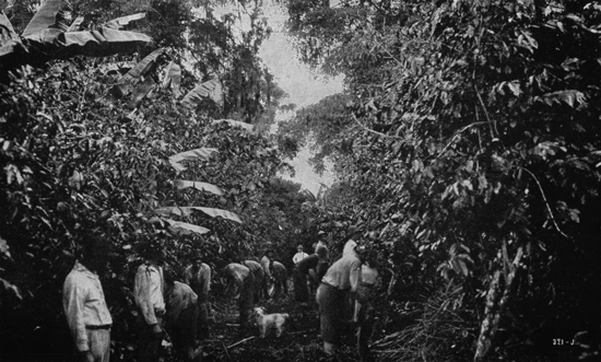 Кофейная плантация в Коста-Рики