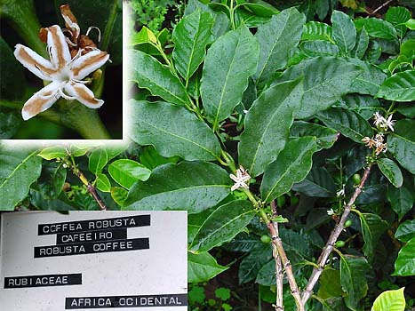 Цветок кофейного дерево Робуста