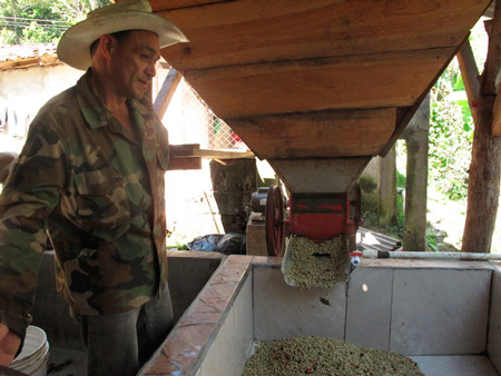 Кофейная плантацив в Гандурасе