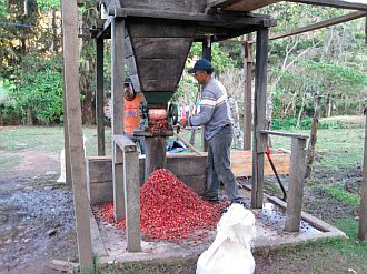Никарагуанская кофейная плантация