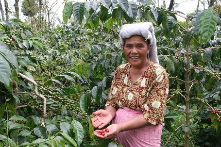 Индонезийская кофейная плантация