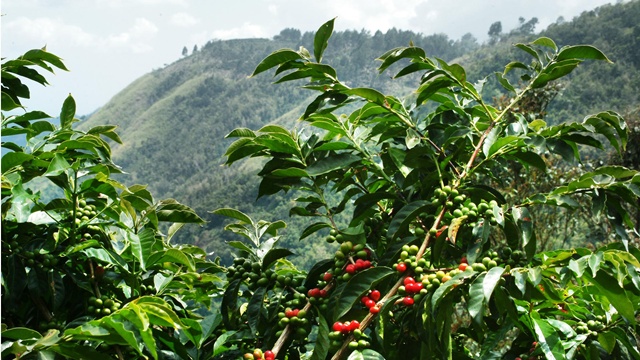 Кофе с Голубой Горы (Blue Mountain Coffee Tree)