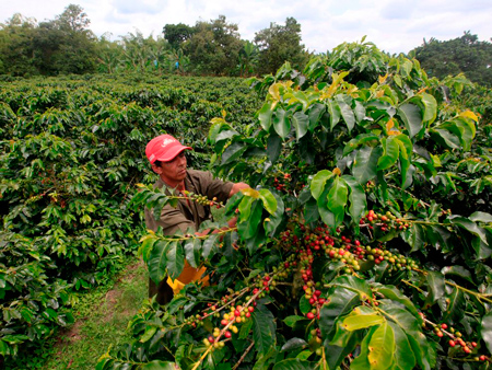 Кофейная плантация в Колумбии