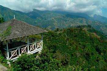 Jamaica Blue Mountain