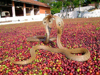 Кобры на кофейных плантациях Индии