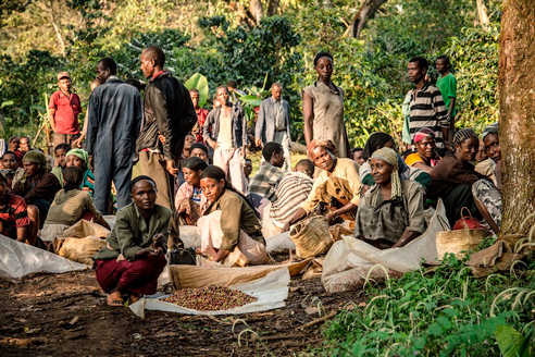 Эфиопская кофейная плантация