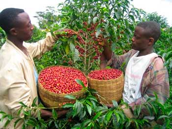 Ethiopia Mocca