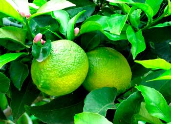 Зеленый Лимон
