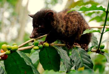 Kopi Luwak