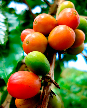 Либерика — самый красивый сорт кофе