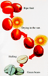 Сухой способ обработки кофе, кофейных зерен