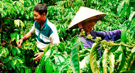 Кофейная плантация во Вьетнаме