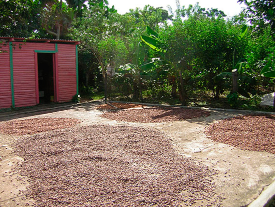 Доминиканская кофейная плантация