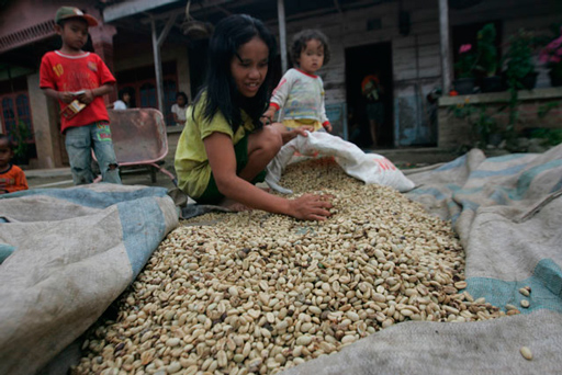 Кофейная плантация на острове Суматра
