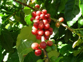 Типика (typica)