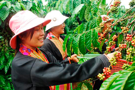 Какой кофе выращивают во Вьетнаме