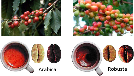 Виды кофе: Арабика и Робуста